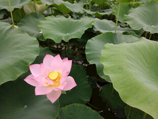 粉色荷花绽放于绿叶间