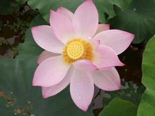 娇艳盛开的粉色荷花