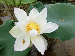 白荷绽放引飞虫