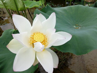 洁白绽放的美丽荷花