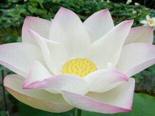 盛开的粉白莲花