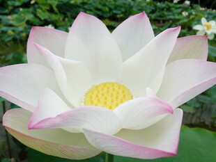 盛开的粉白莲花