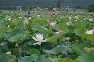 夏日荷塘荷花绽放美景