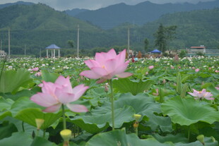 荷田美景 粉荷绽放
