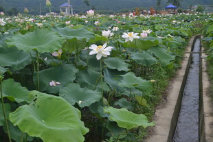 荷田美景 绽放的白色荷花