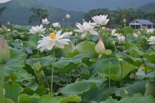 夏日荷塘中的洁白荷花