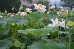夏日荷塘盛开的美丽荷花