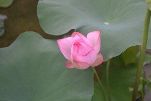 娇艳荷花绽放于绿叶间