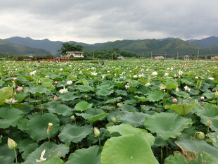夏日荷塘 远山云雾之景
