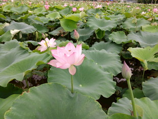 夏日荷塘中的娇艳荷花