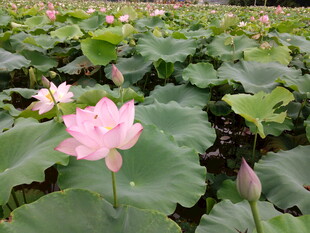夏日荷塘中的娇艳荷花