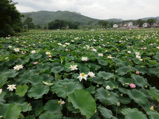 夏日荷塘荷花盛开美景