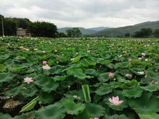 夏日荷塘 荷花荷叶展生机