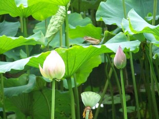荷塘中的含苞荷花