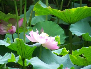 盛开的粉色荷花与荷叶