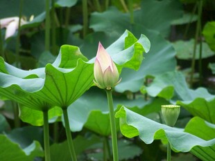 含苞待放的荷花