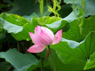 绽放的粉色荷花