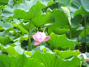 荷塘中的娇艳粉色荷花