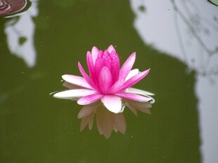 水中绽放的娇艳粉色睡莲