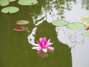 水中绽放的娇艳粉色荷花