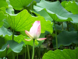绽放的粉色荷花与荷叶