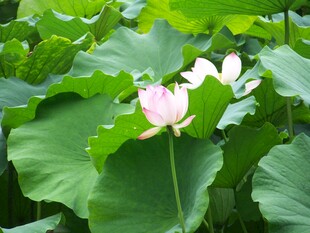 绽放的荷花与翠绿荷叶