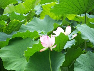 荷塘中绽放的粉嫩荷花