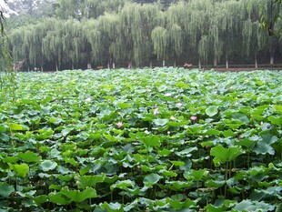 荷塘绿意浓