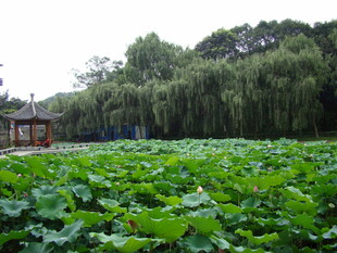荷塘翠景 林间小屋