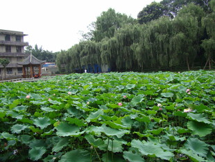 荷塘绿意 古韵建筑相伴