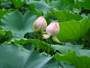 两朵含苞待放的粉嫩荷花