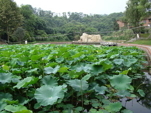 荷塘绿意浓 田园好风光