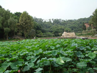 荷塘绿意浓 田园风光美