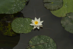 水中白睡莲与荷叶