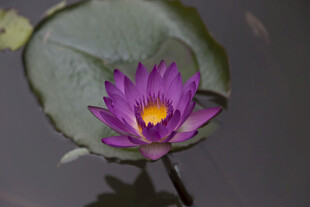 紫色睡莲绽放于水面