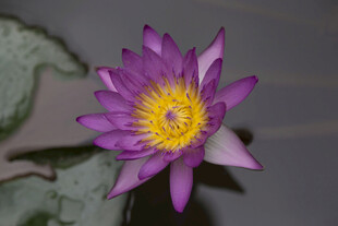 紫色睡莲特写