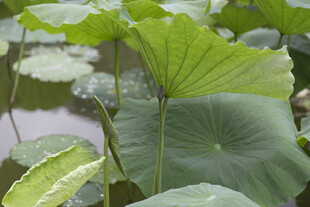 荷叶田田 尽显夏日生机