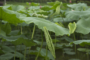 荷塘中的翠绿荷叶