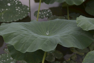 荷叶上的晶莹水珠