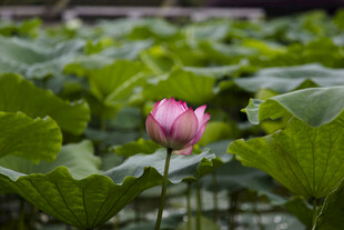 粉色荷花绽放于绿叶间