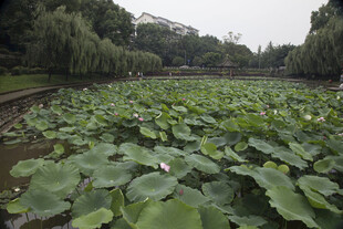 荷塘绿意浓景美如画