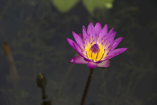 水中绽放的美丽紫色睡莲