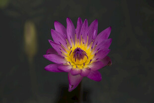 紫色睡莲特写