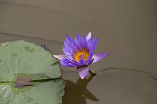 紫色睡莲绽放于水面