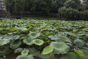 夏日荷塘绿意盎然