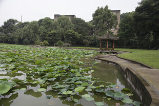荷塘景致 绿意盎然的水乡