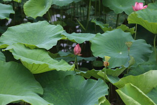 荷塘中的荷花与荷叶