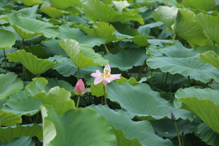 荷塘中的美丽荷花绽放