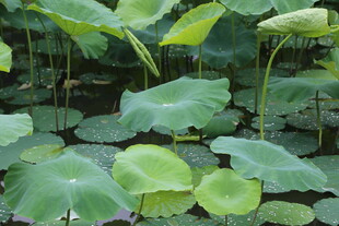 荷塘中的翠绿荷叶