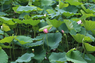 荷塘绿意 荷花初绽